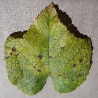 grape-leaf project thumbnail