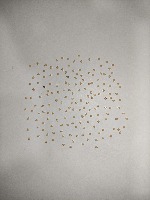 seed_classification project thumbnail