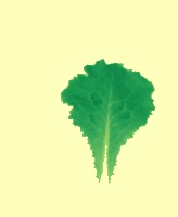 NDVI_flav_2class project thumbnail