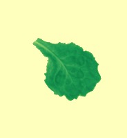 NDVI_flav project thumbnail