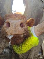 Snout project thumbnail