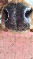 cattle muzzle project thumbnail
