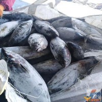 testfish skipjack tuna 3 Object Detection Dataset by Test fish