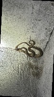 snake project thumbnail