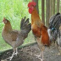 chicken project thumbnail