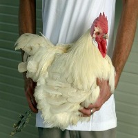 chicken project thumbnail