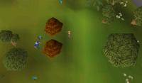 tree-detection project thumbnail