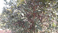 Citrus tree detection project thumbnail