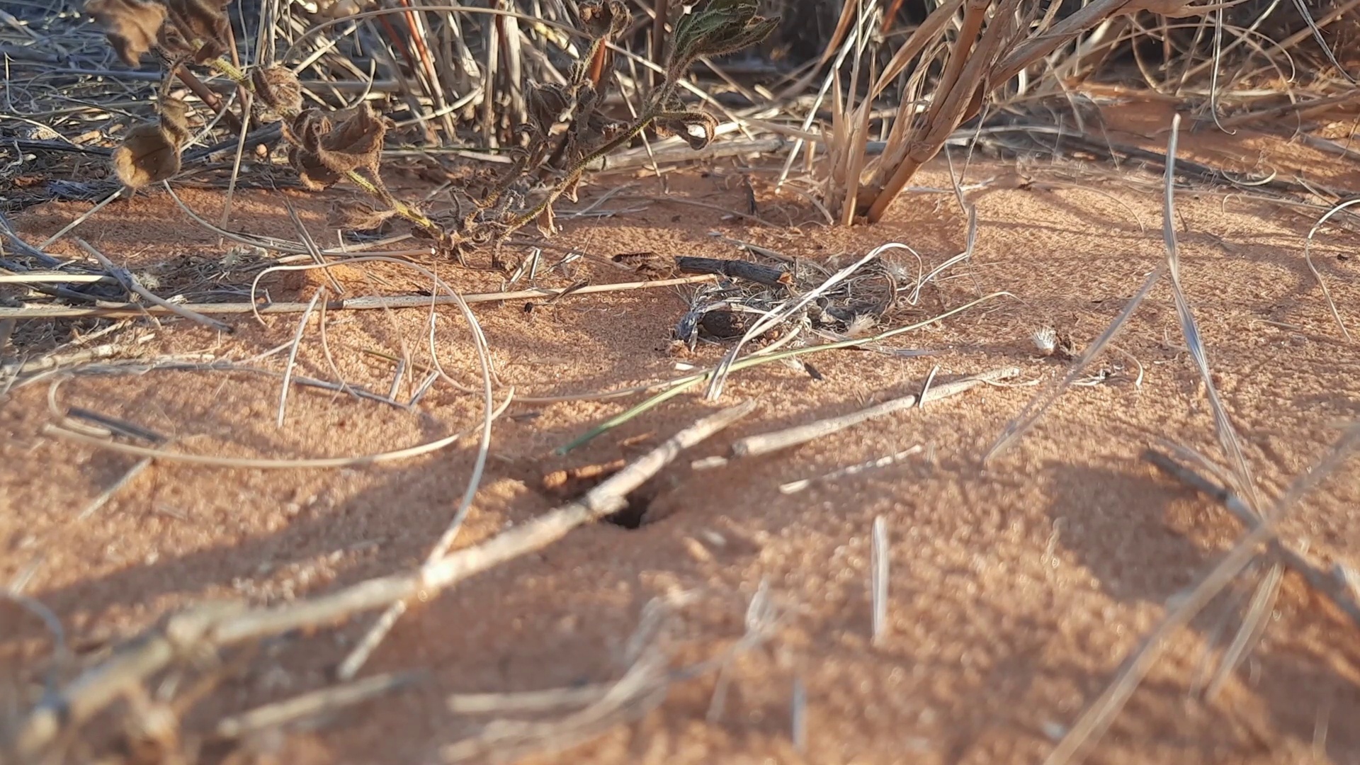 Termite Computer termites Object Detection Dataset by animal tracking