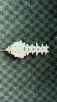 Lumbar vertebrae data project thumbnail