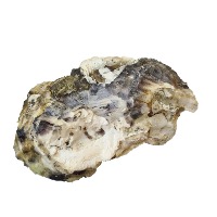Oysters project thumbnail