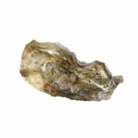 shellfish clean project thumbnail