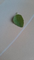 Leaf project thumbnail