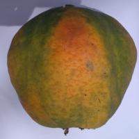 Papaya_Grade_A project thumbnail