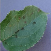 Plant leaf Disease project thumbnail
