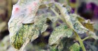 deteksi_penyakit_daun_tomat project thumbnail
