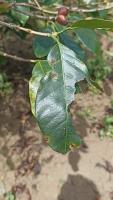 coffee leaf project thumbnail