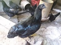 Dataset Image