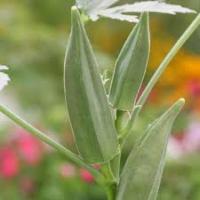 Mature - Okras project thumbnail