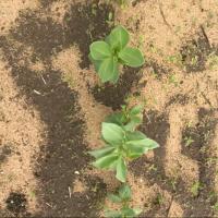 Weed Detection project thumbnail