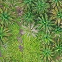 Palm Oil Point Classification 3 project thumbnail