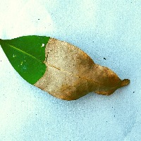 Lychee project thumbnail