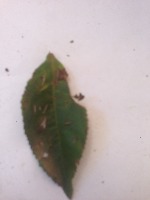 Deteksi Daun project thumbnail