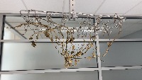 peanut-leaf project thumbnail