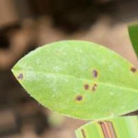 Early Peanut Leaf Disease Detect project thumbnail