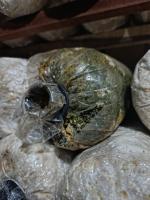 Fungi Jamur Tiram project thumbnail