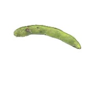 edamame project thumbnail