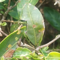 tea leaf diseases Object Detection Model by tea leaf diseases