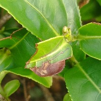 tea leaf diseases Object Detection Model by tea leaf diseases