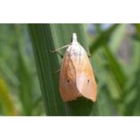 insect data project thumbnail