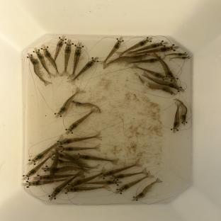 doc shrimp Instance Segmentation Dataset by feedclassification