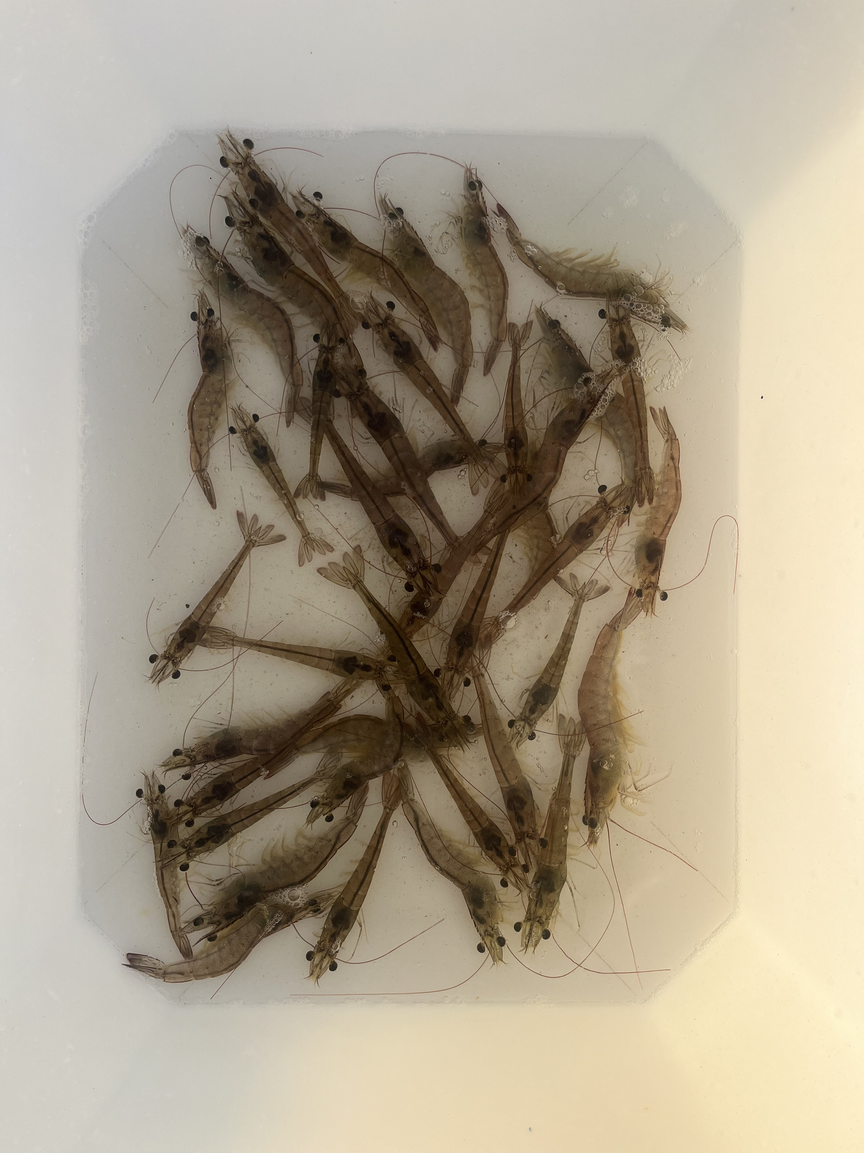 Shrimp_30_DOC Instance Segmentation Dataset by feedclassification