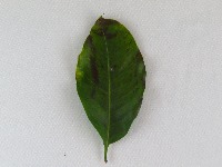 Nutrient Deficiency coffee Leaf project thumbnail
