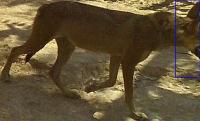 NEG_wolf_panting project thumbnail