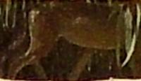 NEG_wolf_head_detection project thumbnail