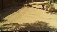 NEG_wolf_activity project thumbnail