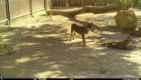 NEG_wolf_posture_lying project thumbnail