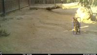 NEG_wolf_microhabitat project thumbnail