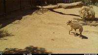 NEG_wolf_individual project thumbnail