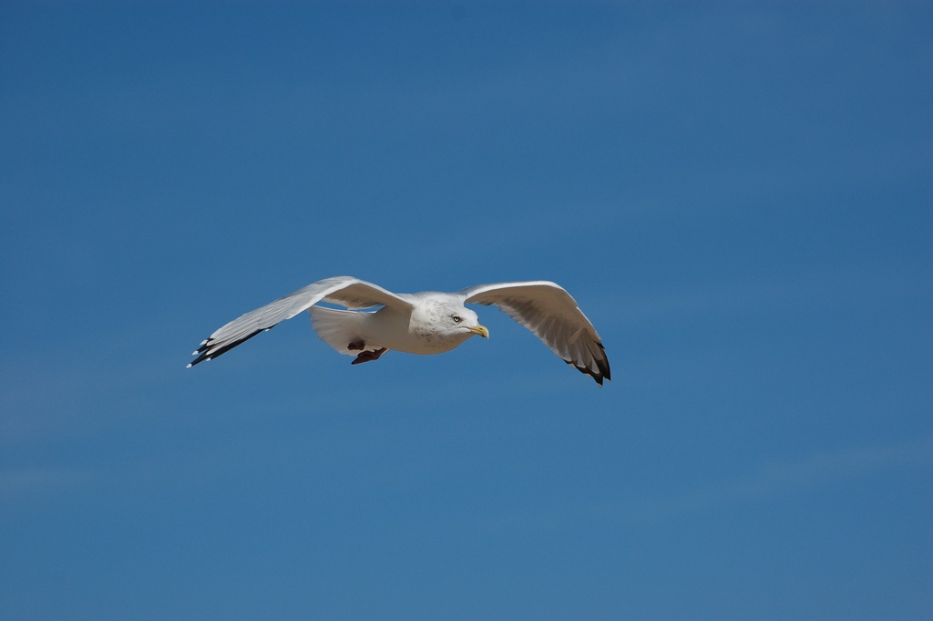 bird detection Object Detection Dataset by Michael Heinrich