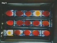 Balut project thumbnail