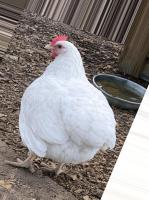 WING DROOP BROILER project thumbnail
