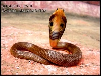 Cobra project thumbnail