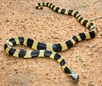 common kraits project thumbnail