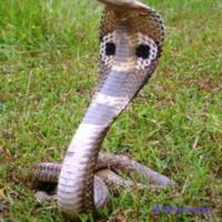 snakessss project thumbnail
