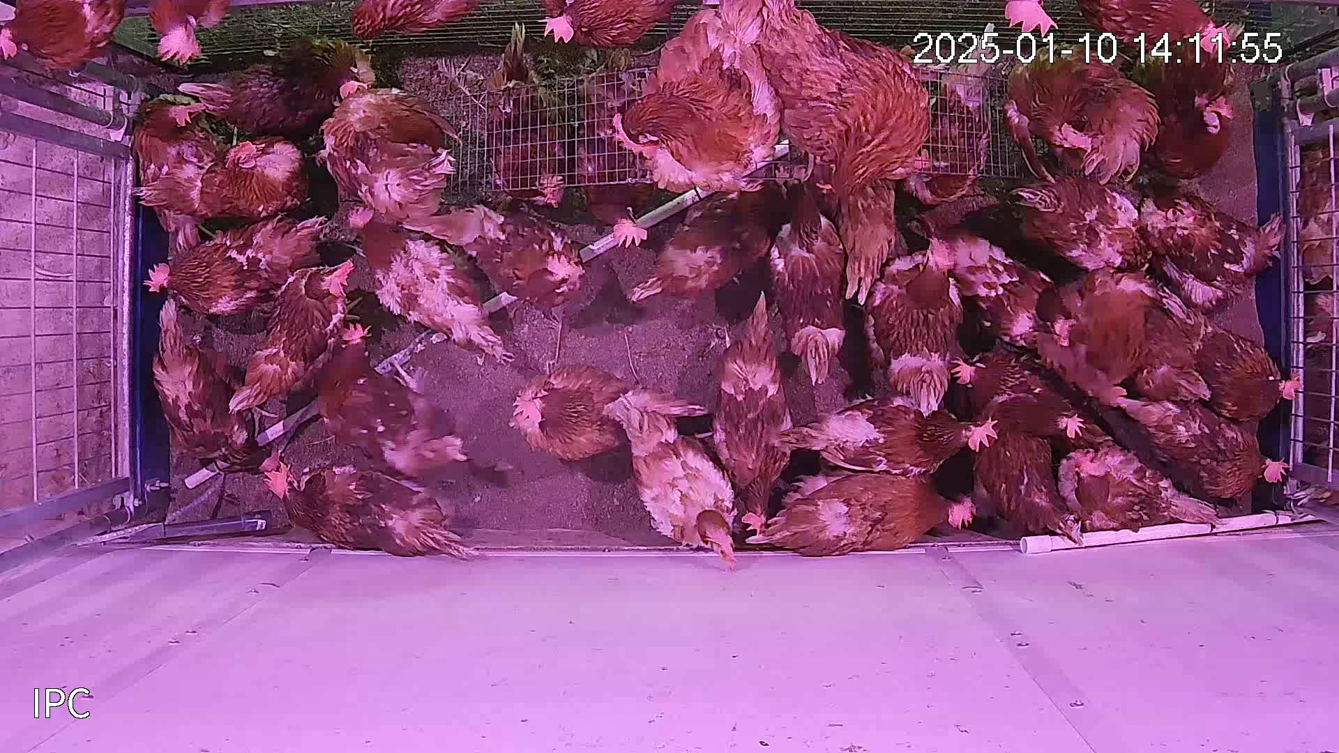 Hen Keypoints Keypoint Detection Dataset by personalprojects